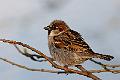 Gråspurv - House Sparrow (Passer domesticus) male